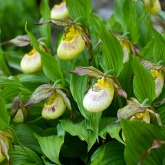 Cypripedium kentuckiense - Sabot de Vénus pourpre et ivoire