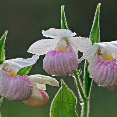 Cypripedium reginae - Sabot de Venus