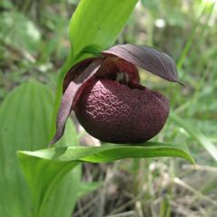 Cypripedium smithii - Sabot de Vénus rouge pourpre