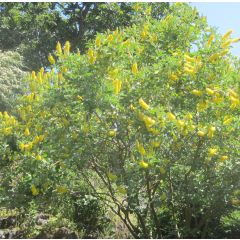 Genêt ananas - Cytisus battandieri