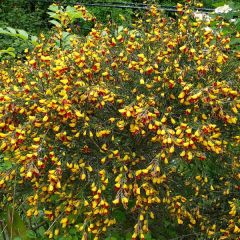 Genêt à balais - Cytisus scoparius Andreanus