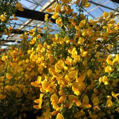 Cytisus scoparius Apricot Gem - Genêt à balais