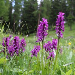 Dactylorhiza majalis - Orchis de Mai ou à feuilles larges 