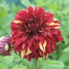 Dahlia géant Bohemian Spartacus