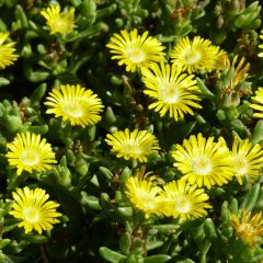 Delosperma Wheels of Wonder Golden