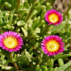 Delosperma Wheels of Wonder Hot Pink