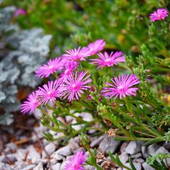 Delosperma cooperi - Pourpier de Cooper