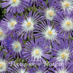 Graines de Pourpier de Cooper Stardust - Delosperma floribundum 