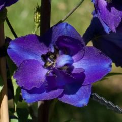 Delphinium belladonna Bellamosum - Pied d'Alouette vivace