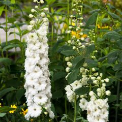 Delphinium elatum Double Innocence - Pied d'alouette vivace