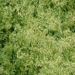 Deschampsia cespitosa Goldschleier - Canche cespiteuse