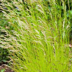 Deschampsia flexuosa Tatra Gold - Canche flexueuse