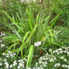 Dianella tasmanica