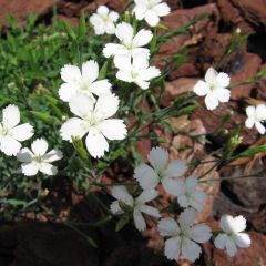 Dianthus deltoides Albiflorus - Oeillet des landes