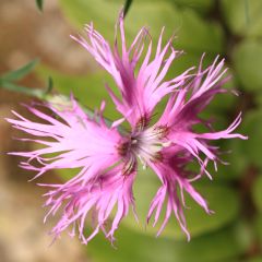 Dianthus superbus Primadonna - Oeillet superbe