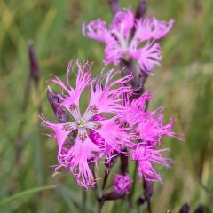 Dianthus superbus Primadonna - Oeillet superbe