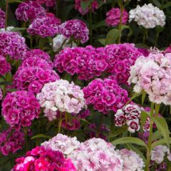 Graines d'Oeillet de Poète à fleurs doubles en mélange - Dianthus barbatus