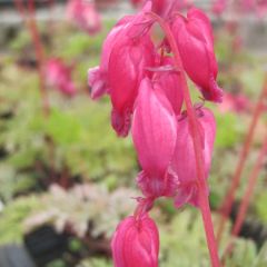 Coeur de Marie - Dicentra formosa Luxuriant