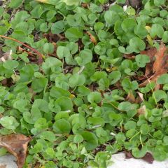 Dichondra repens - Dichondra rampant