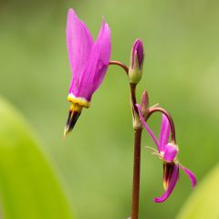 Dodecatheon meadia -  Gyroselle de Virginie