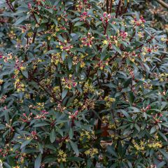 Drimys Red Spice - Poivre de Tasmanie