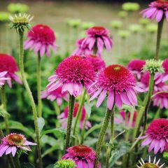 Echinacea Catharina - Echinacée