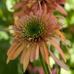 Echinacea Cranberry Cupcake - Echinacée