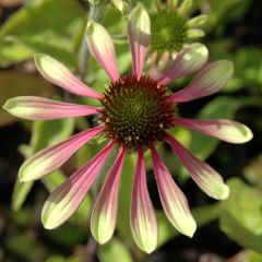 Echinacea Green Envy - Echinacée