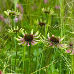 Echinacea Green Envy - Echinacée