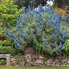 Echium fastuosum (candicans) - Vipérine de Madère