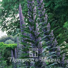 Graines d'Echium pininana - Vipérine des Canaries