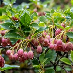 Enkianthus campanulatus Red Bells - Andromède campanulée