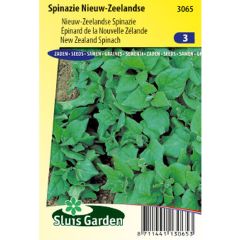 Epinard de Nouvelle Zélande - Tétragone - Tetragonia tetragonioides