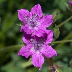 Erodium manescavii - Bec de Grue