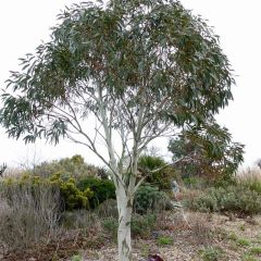 Eucalyptus niphophila - Gommier des neiges