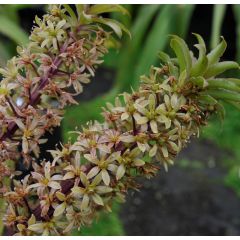 Eucomis pole-evansii - Eucomide blanche à coeur mauve.