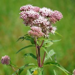 Eupatorium cannabinum Plenum - Eupatoire