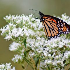 Eupatorium perfoliatum - Eupatoire perfoliée