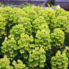 Euphorbia x martinii Baby Charm - Euphorbe hybride