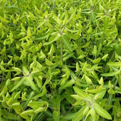 Euphorbia lathyris - Euphorbe des Jardins