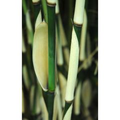 Fargesia robusta Pingwu - Bambou non traçant