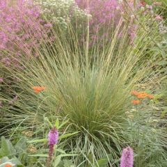 Fétuque - Festuca mairei