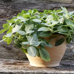 Fittonia Mini White