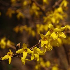 Forsythia koreana Kumsun - Forsythia de Corée - 