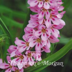 Graines de Francoa sonchifolia Pink Giant 