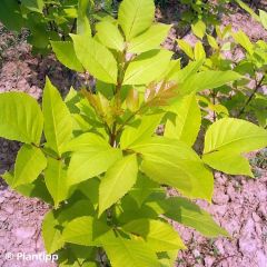 Frêne de Chine - Fraxinus chinensis Emma's Gold