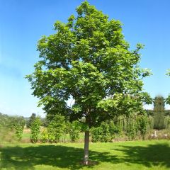 Fraxinus excelsior - Frêne commun