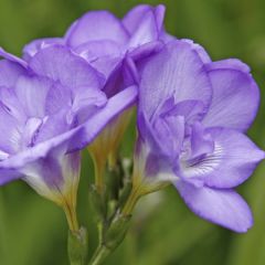 Freesia Double Bleu - Muguet du Cap