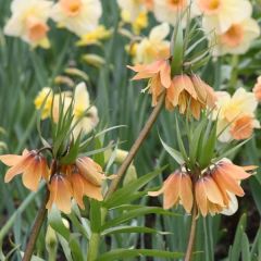 Fritillaire imperialis Tchaikovsky - Couronne impériale