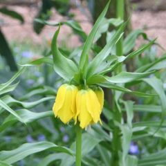 Fritillaire imperialis Lutea - Couronne impériale